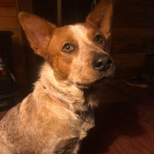 Meet your Posher, Dawn